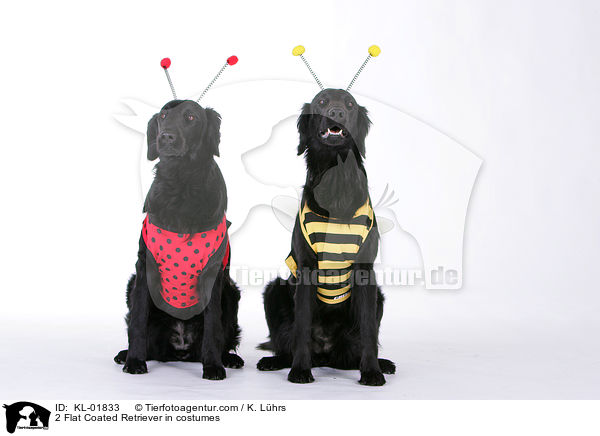 2 Flat Coated Retriever in costumes / KL-01833