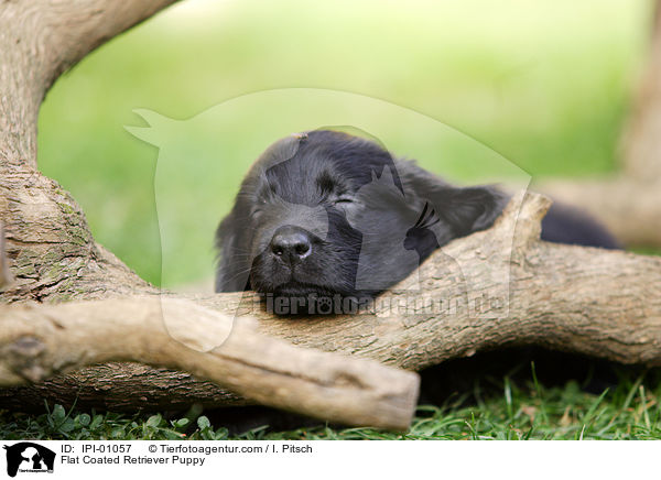 Flat Coated Retriever Welpe / Flat Coated Retriever Puppy / IPI-01057