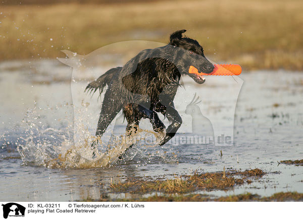 playing Flat Coated Retriever / KL-03211