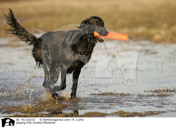 playing Flat Coated Retriever / KL-03212
