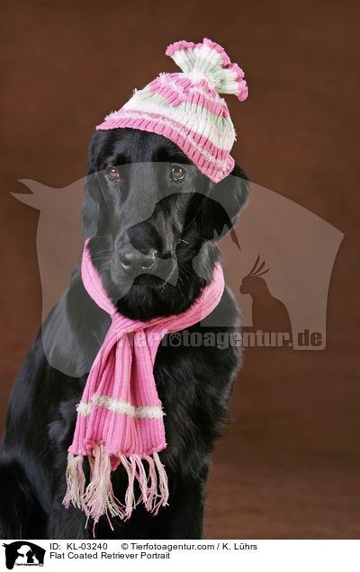 Flat Coated Retriever Portrait / Flat Coated Retriever Portrait / KL-03240
