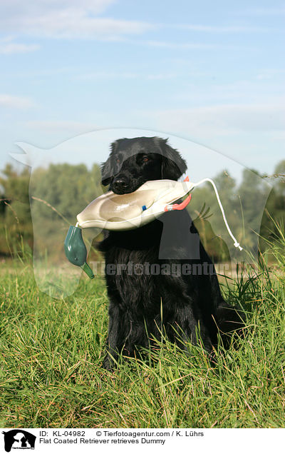 Flat Coated Retriever apportiert Dummy / Flat Coated Retriever retrieves Dummy / KL-04982