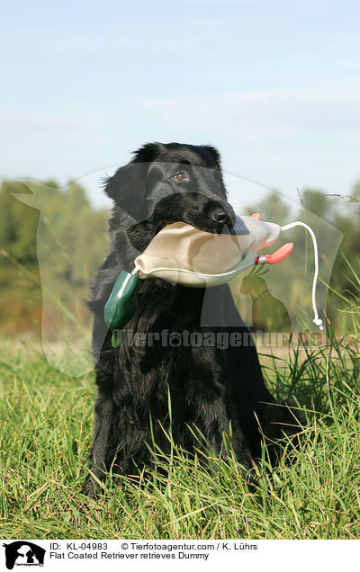 Flat Coated Retriever apportiert Dummy / Flat Coated Retriever retrieves Dummy / KL-04983
