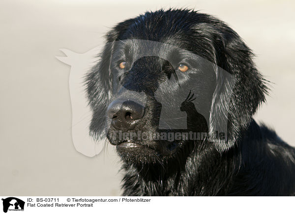 Flat Coated Retriever Portrait / BS-03711