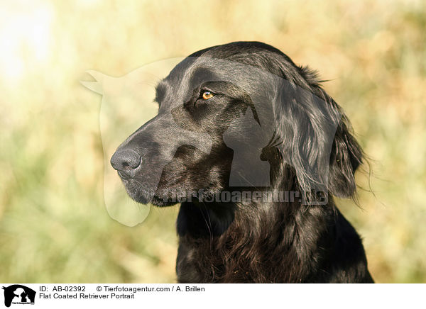 Flat Coated Retriever Portrait / AB-02392