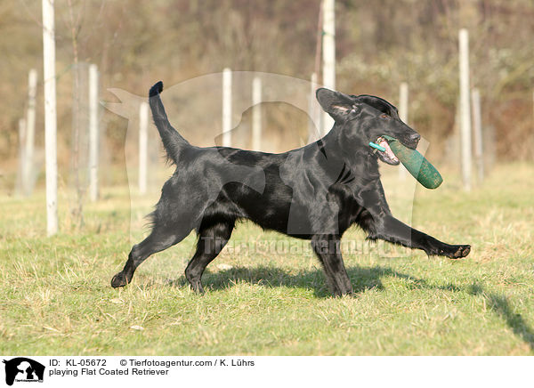 playing Flat Coated Retriever / KL-05672