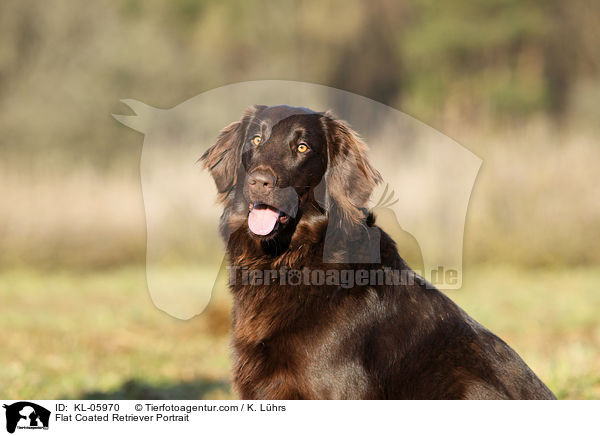 Flat Coated Retriever Portrait / KL-05970