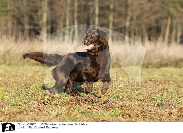 running Flat Coated Retriever / KL-05976