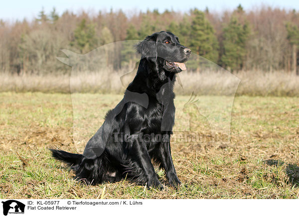 Flat Coated Retriever / KL-05977