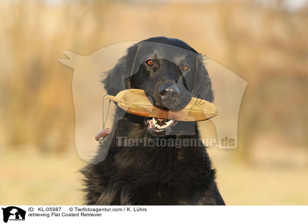 Flat Coated Retriever apportiert Dummy / retrieving Flat Coated Retriever / KL-05987