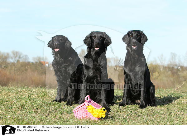 Flat Coated Retriever / Flat Coated Retrievers / KL-06078