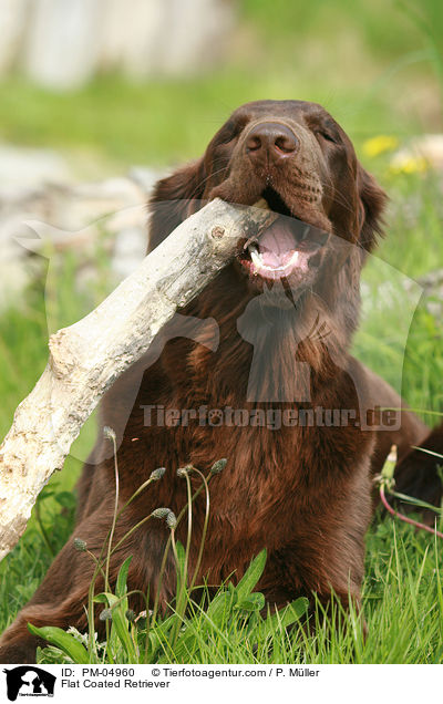 Flat Coated Retriever / Flat Coated Retriever / PM-04960