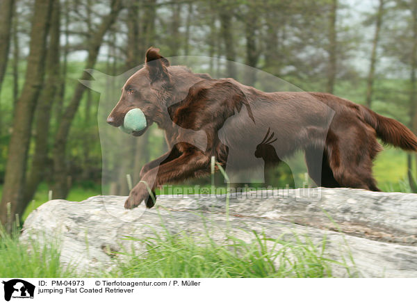 springender Flat Coated Retriever / jumping Flat Coated Retriever / PM-04973