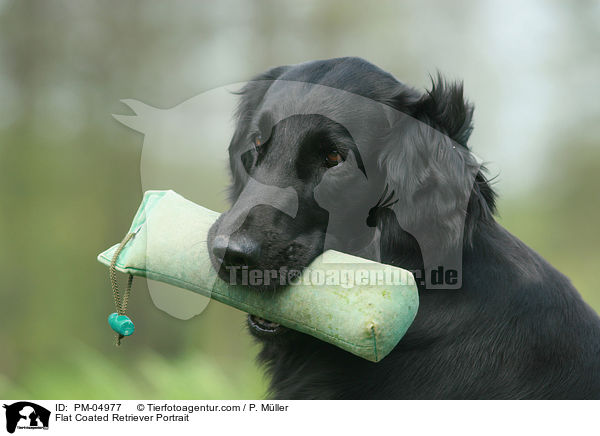 Flat Coated Retriever Portrait / Flat Coated Retriever Portrait / PM-04977