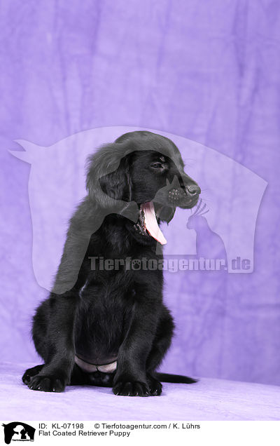 Flat Coated Retriever Welpe / Flat Coated Retriever Puppy / KL-07198