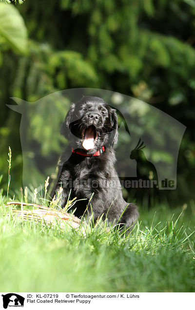 Flat Coated Retriever Welpe / Flat Coated Retriever Puppy / KL-07219