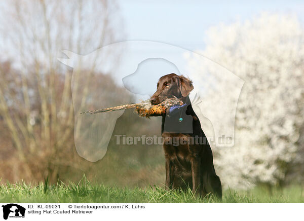 sitzender Flat Coated Retriever / sitting Flat Coated Retriever / KL-09031