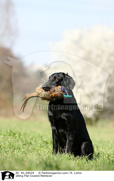 sitzender Flat Coated Retriever / sitting Flat Coated Retriever / KL-09034