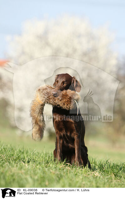 Flat Coated Retriever / Flat Coated Retriever / KL-09036