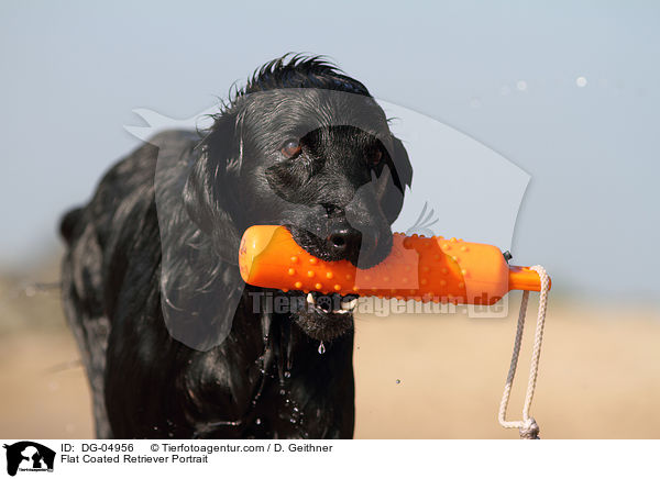 Flat Coated Retriever Portrait / DG-04956
