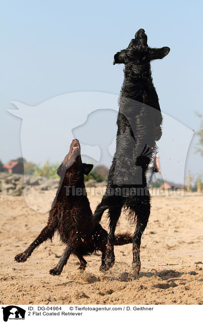 2 Flat Coated Retriever / 2 Flat Coated Retriever / DG-04964