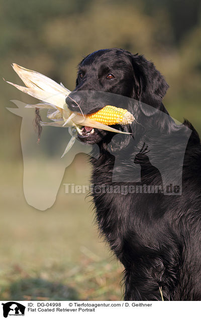 Flat Coated Retriever Portrait / Flat Coated Retriever Portrait / DG-04998