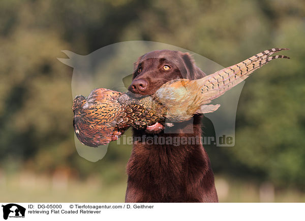 apportierender Flat Coated Retriever / retrieving Flat Coated Retriever / DG-05000