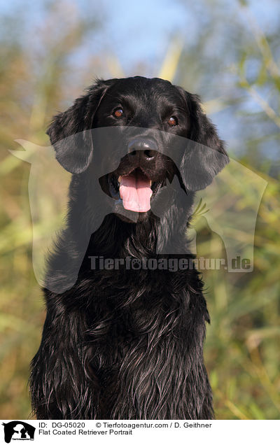 Flat Coated Retriever Portrait / Flat Coated Retriever Portrait / DG-05020