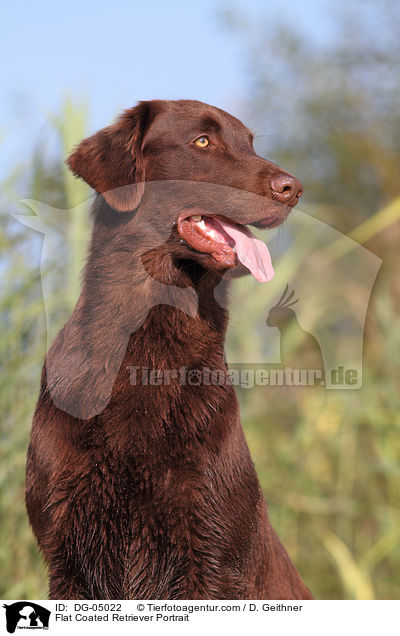 Flat Coated Retriever Portrait / Flat Coated Retriever Portrait / DG-05022