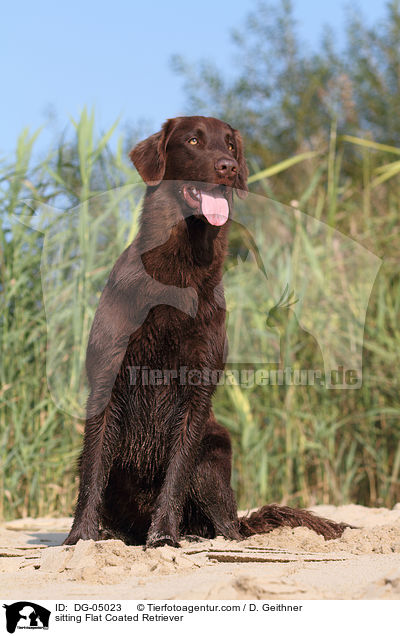 sitzender Flat Coated Retriever / sitting Flat Coated Retriever / DG-05023