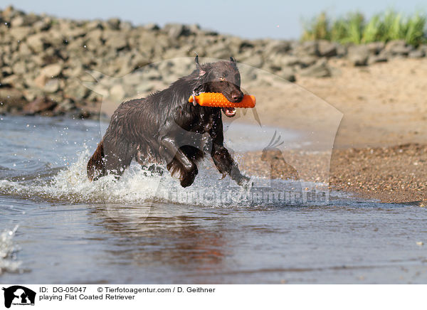 spielender Flat Coated Retriever / playing Flat Coated Retriever / DG-05047