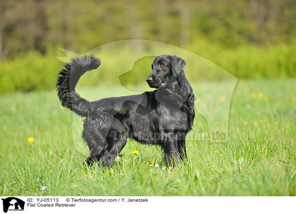 Flat Coated Retriever / YJ-05113