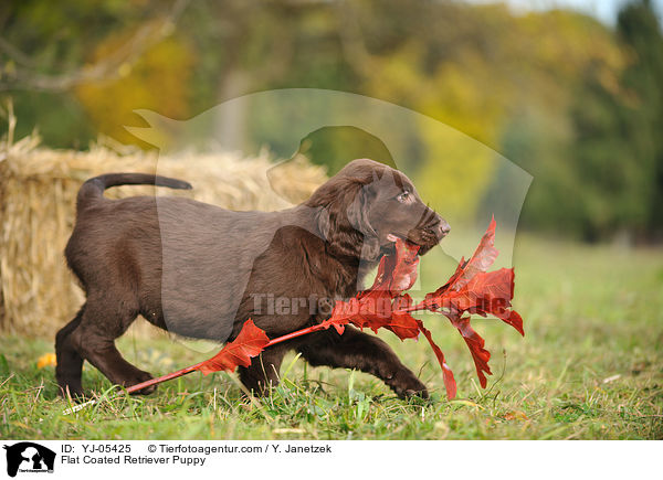 Flat Coated Retriever Welpe / Flat Coated Retriever Puppy / YJ-05425
