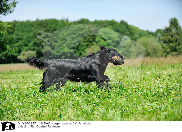 apportierender Flat Coated Retriever / retrieving Flat Coated Retriever / YJ-06837