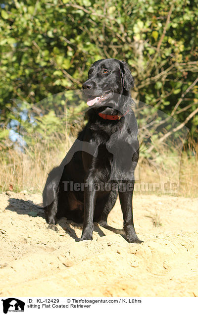 sitzender Flat Coated Retriever / sitting Flat Coated Retriever / KL-12429