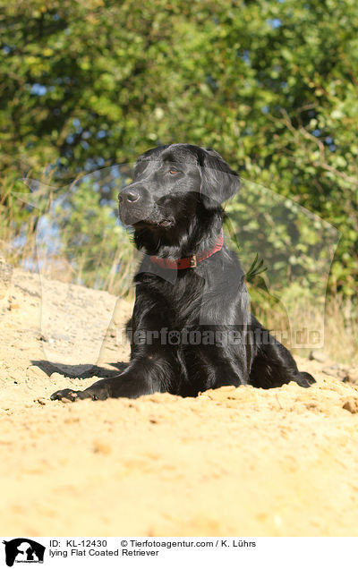 liegender Flat Coated Retriever / lying Flat Coated Retriever / KL-12430