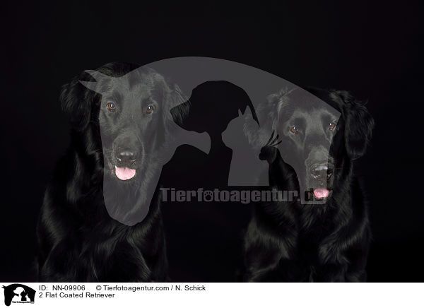 2 Flat Coated Retriever / NN-09906