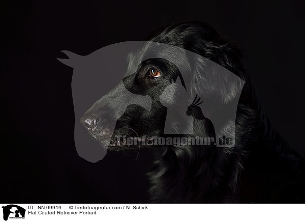 Flat Coated Retriever Portrait / NN-09919