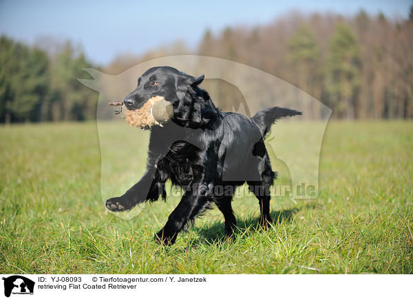 apportierender Flat Coated Retriever / retrieving Flat Coated Retriever / YJ-08093