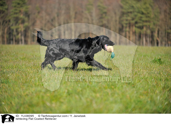 apportierender Flat Coated Retriever / retrieving Flat Coated Retriever / YJ-08095