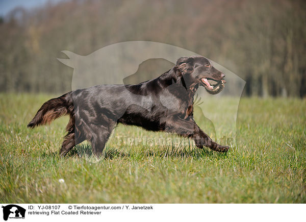 apportierender Flat Coated Retriever / retrieving Flat Coated Retriever / YJ-08107