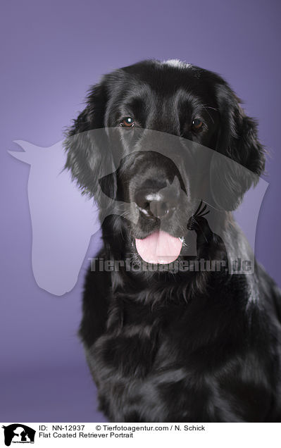 Flat Coated Retriever Portrait / NN-12937