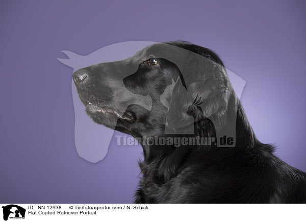 Flat Coated Retriever Portrait / NN-12938