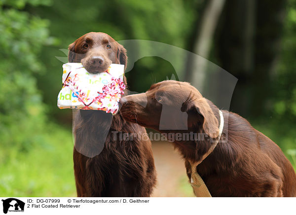2 Flat Coated Retriever / 2 Flat Coated Retriever / DG-07999