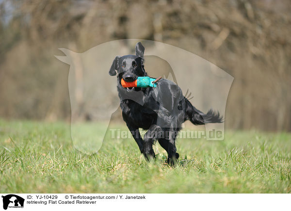 apportierender Flat Coated Retriever / retrieving Flat Coated Retriever / YJ-10429