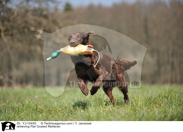 apportierender Flat Coated Retriever / retrieving Flat Coated Retriever / YJ-10450