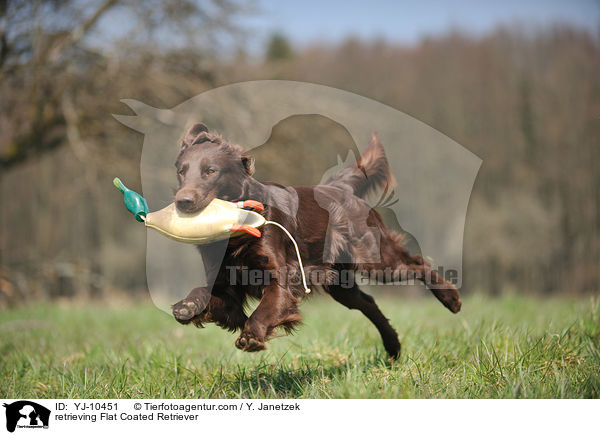 apportierender Flat Coated Retriever / retrieving Flat Coated Retriever / YJ-10451
