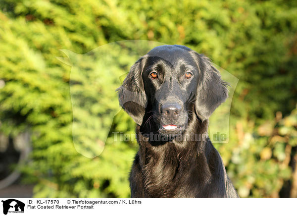 Flat Coated Retriever Portrait / Flat Coated Retriever Portrait / KL-17570