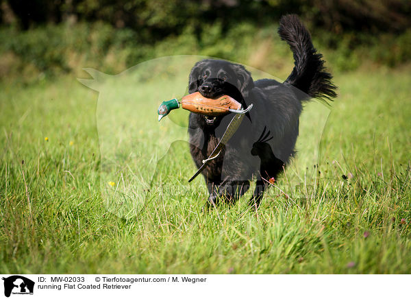 rennender Flat Coated Retriever / running Flat Coated Retriever / MW-02033