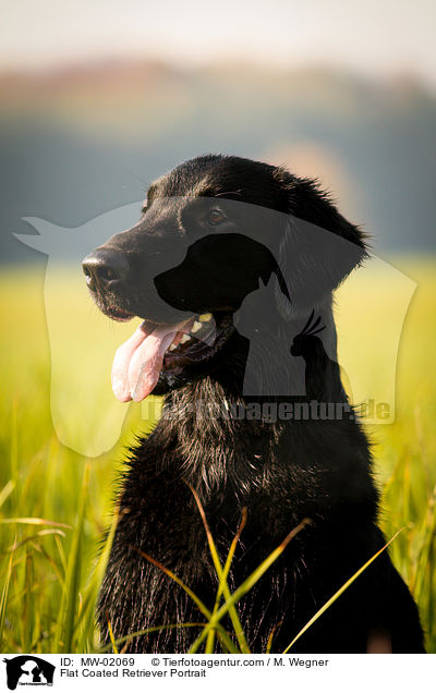 Flat Coated Retriever Portrait / MW-02069